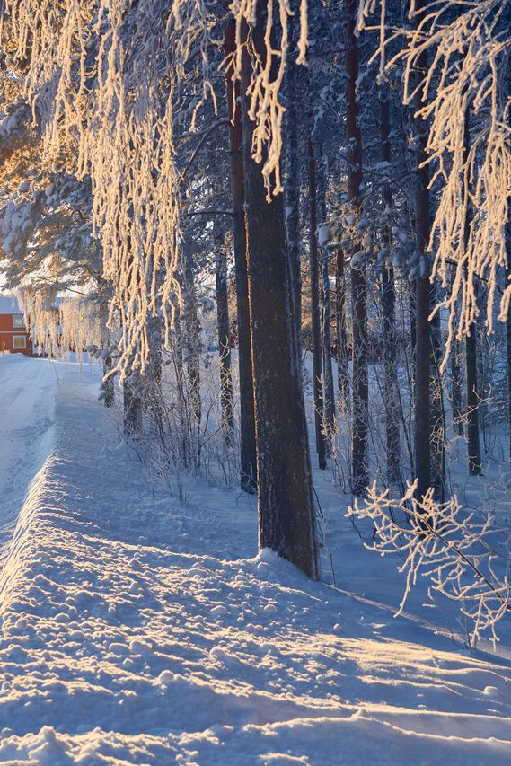 Eine verschneite Straße neben einem Wald an einem sonnigen Wintertag.